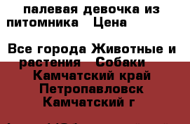 палевая девочка из питомника › Цена ­ 40 000 - Все города Животные и растения » Собаки   . Камчатский край,Петропавловск-Камчатский г.